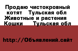 Продаю чистокровный котят - Тульская обл. Животные и растения » Кошки   . Тульская обл.